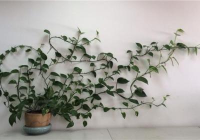 绿萝可以用醋浇水吗