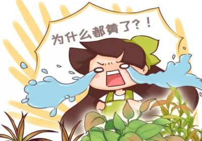 绿萝文竹总发黄？1招让它绿油油！
