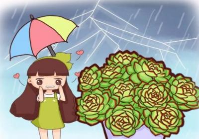 多肉淋“雷雨”,竟然疯长爆盆,狂窜成葡萄串！