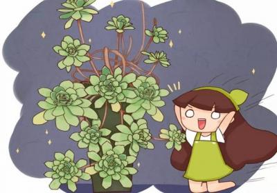 多肉上盆,全靠10字口诀,蹭蹭长爆盆！