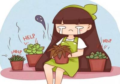 这15种多肉,春天不这么浇水,等着死翘翘吧！