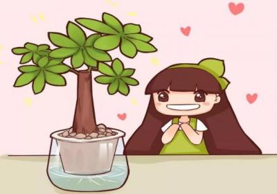 君子兰发财树…随手扔水里,突然长疯了！