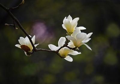 白玉兰开花后怎么办