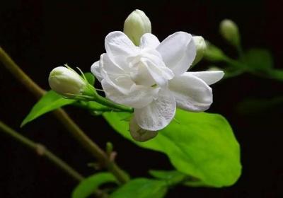 茉莉花开花后怎么办