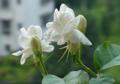 茉莉花怎么养开花多