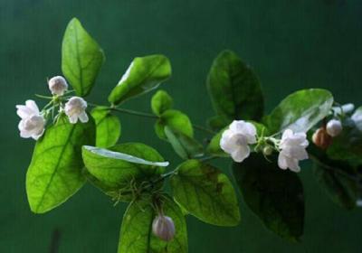 茉莉花开花前怎么养护