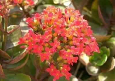 落地生根怎么养才能开花