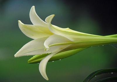 香水百合怎么浇水