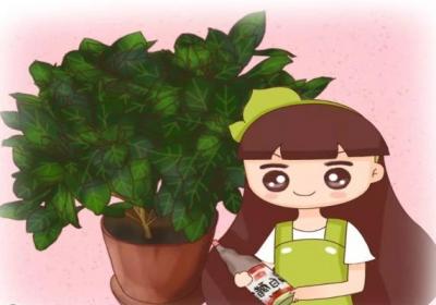 给花撒勺它,叶片乌黑油亮,不换盆也能蹭蹭长！