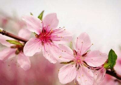 桃花夏季如何修剪