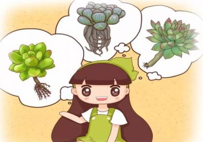 多肉上盆看准根,让肉肉住得舒服,蹭蹭长爆盆！