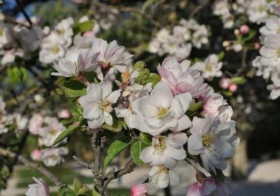 海棠花怎么延长花期