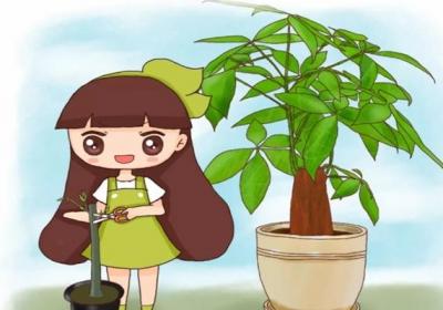 发财树月季…剪1刀,新芽呼呼冒,叶子长满盆！