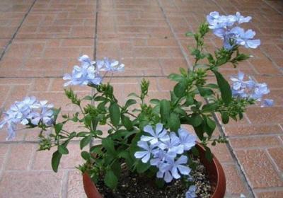 蓝雪花冬天怎么养