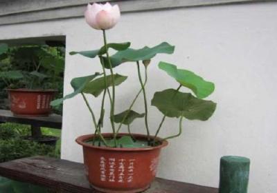 碗莲怎么催芽
