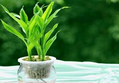 富贵竹水里可以养鱼吗