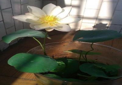 如何让碗莲开花