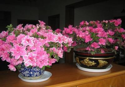 西洋鹃开花前后怎么办