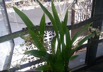 梦香兰的种植方法