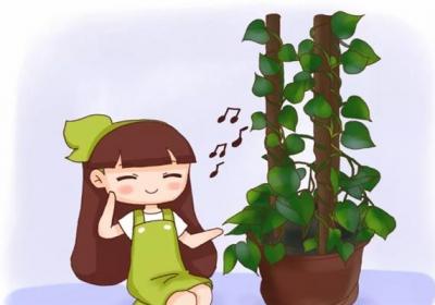 她只用3根木棍,花10天将绿萝养成了瀑布,咋做的？