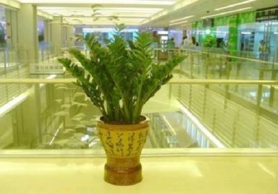 金钱树开花后怎么处理