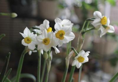 水仙开花前怎么养护