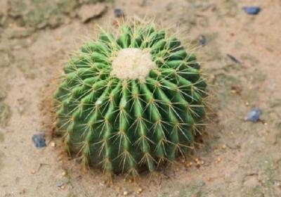 如何延长仙人球的花期