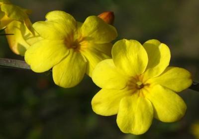 迎春花花期及其养护