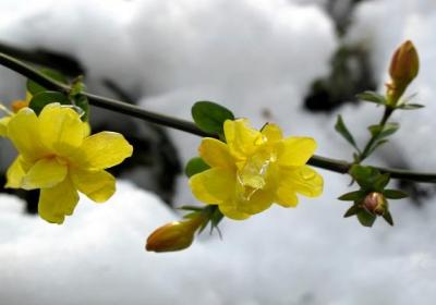 如何延长迎春花花期