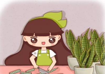 这花太好养,1根枝条切8段,丢进花盆就生根！