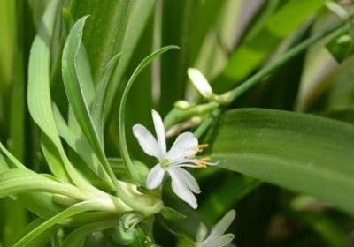 吊兰怎么养长得旺盛