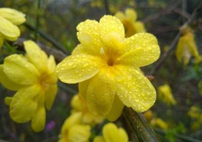 迎春花开完后怎么办