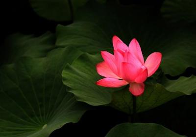 荷花开花后怎么办