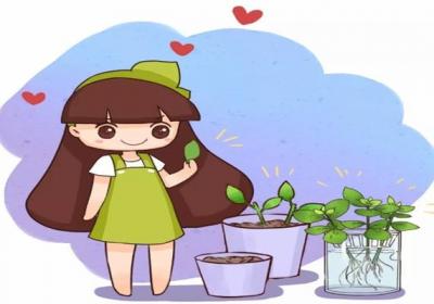 过年给花来个大扫除,叶子瞬间绿得冒油,花开得更艳！