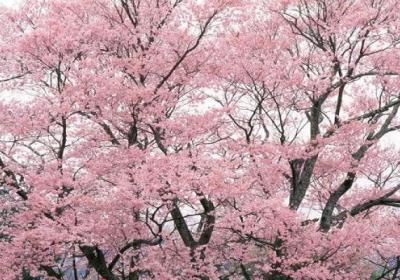 樱花开花前怎么养护