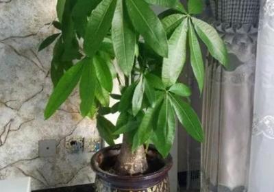 快住手！家里有这6种花的,千万别再乱浇水了！