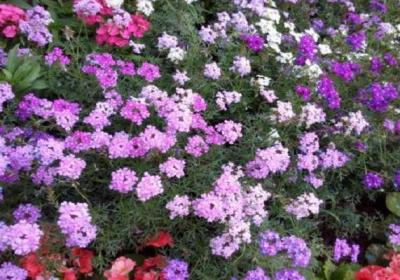 细叶美女樱如何控制花期