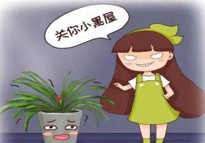 君子兰年年夹箭,关小黑屋、浇点酒,花箭竟5天钻出来！