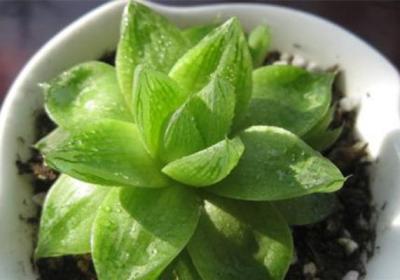宝草的养殖方法和注意事项
