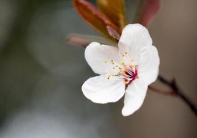 樱花开花后怎么办？