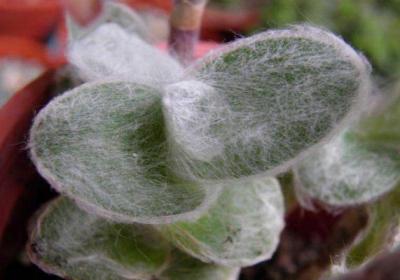 白雪姬的种植方法和注意事项