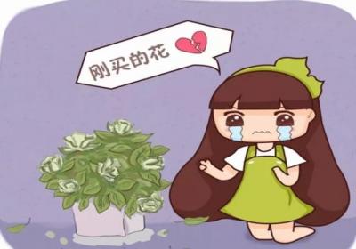 冒死揭秘花市猫腻,这5种花买一盆死一盆,过年买花千万注意了！