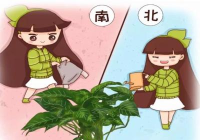 北浇淘米水,南用草木灰,用错了,99%的花都活不了！
