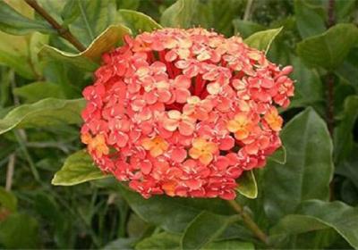 仙丹花冬天怎么养