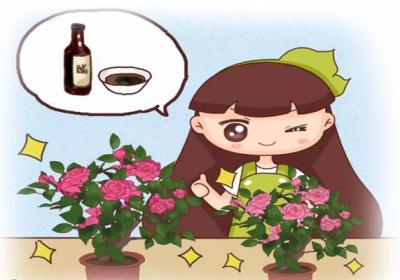 养花万能水,竟是它！绿叶促花杀虫,样样行！