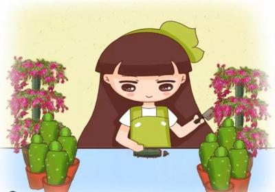 咔嚓1刀,绿萝君子兰…1盆变10盆,3个月就开花！