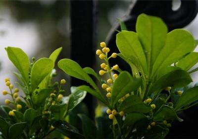 米兰花花期怎么延长