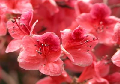 干杜鹃花枝条怎么开花