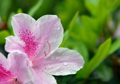 怎么样让杜鹃花勤开花