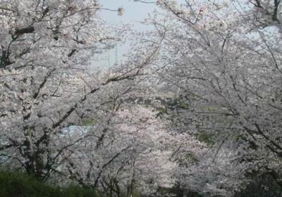 东京樱花的繁殖方式